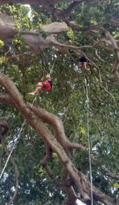 Tree climbing