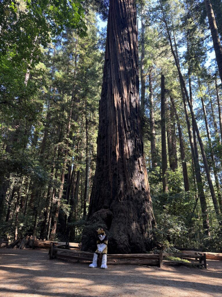 Furry and Redwood
